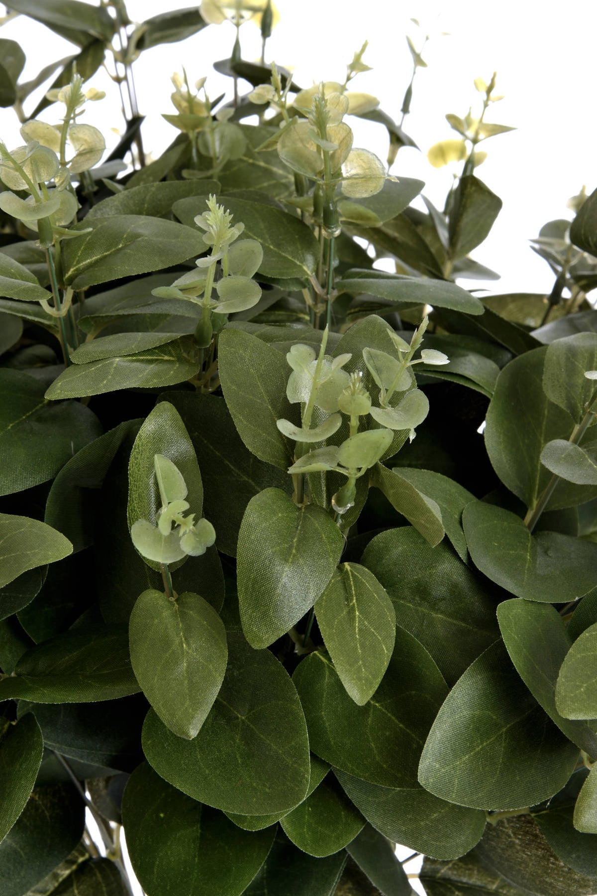 Cineraria Eucalyptus Spray - GREEN