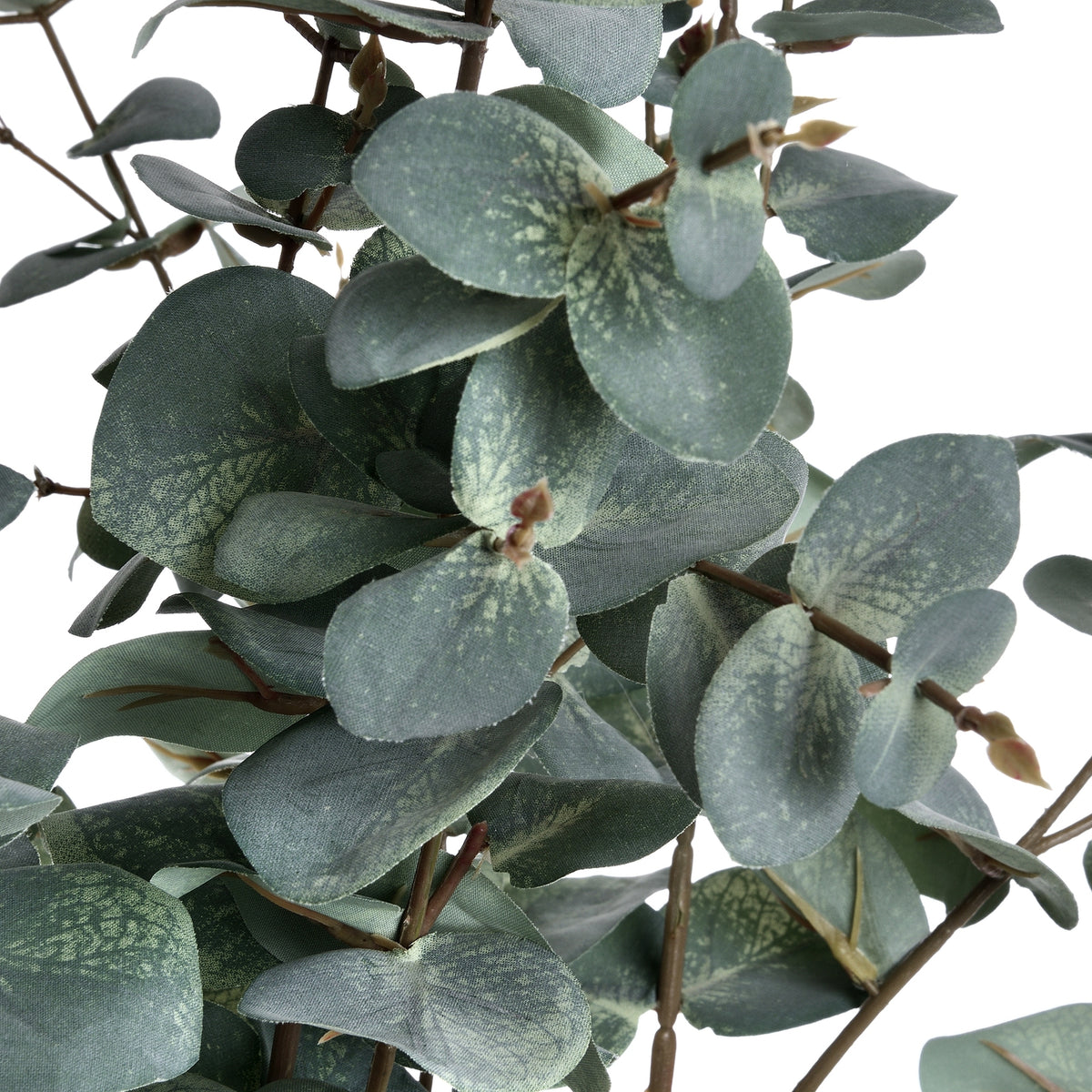 Variegated Eucalyptus - GREEN