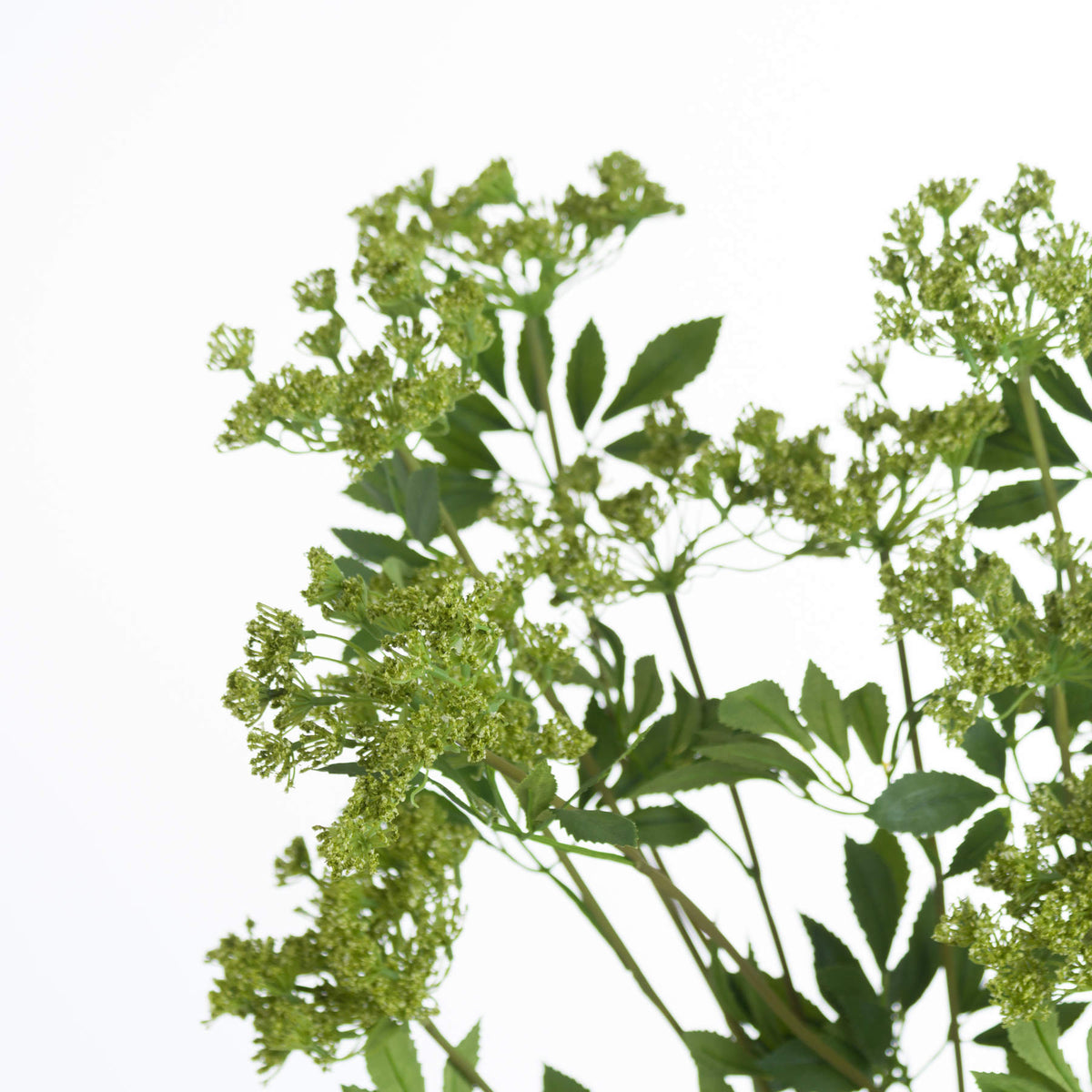 Faux Cow Parsley Ammi - GREEN