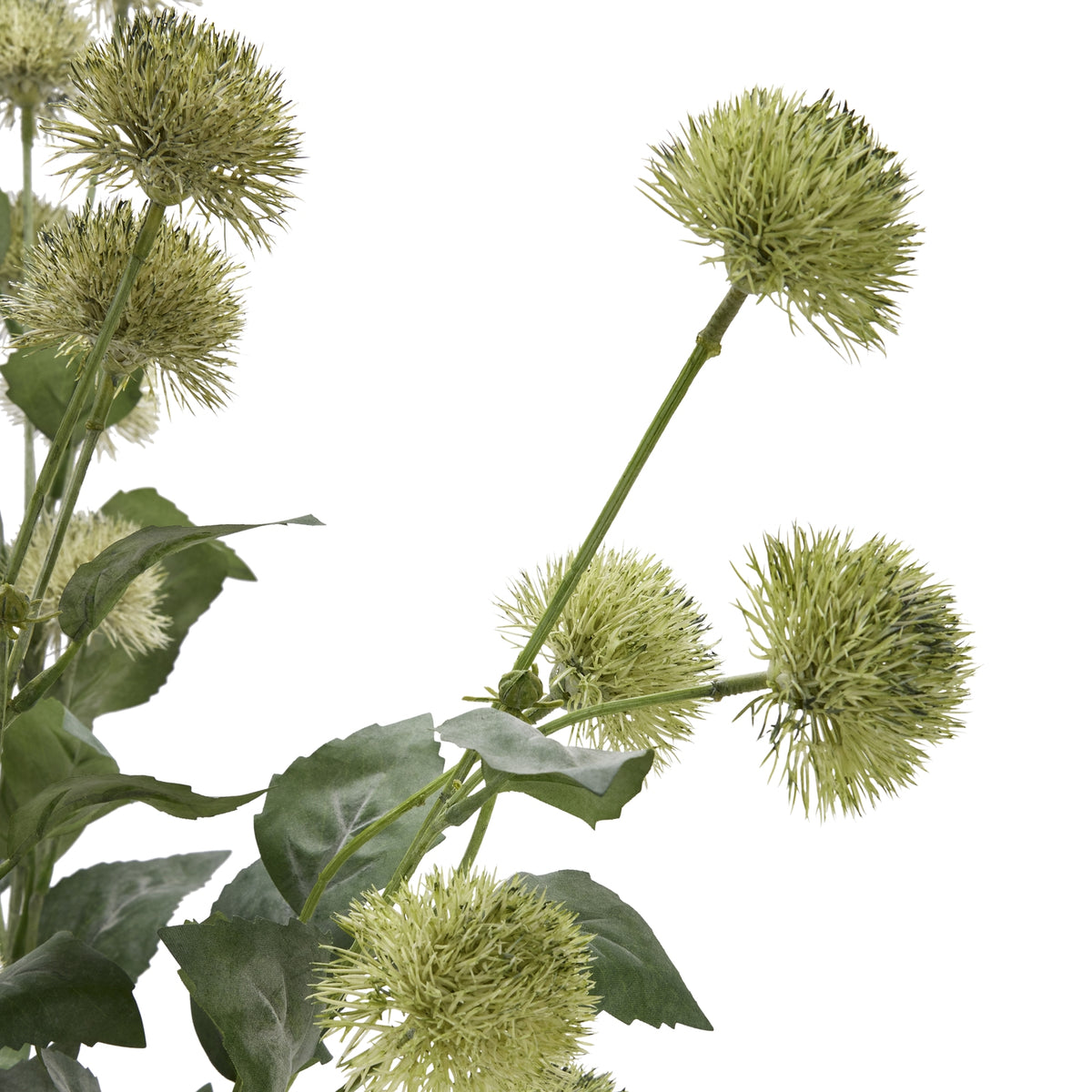 Thistle Globe Stem - GREEN