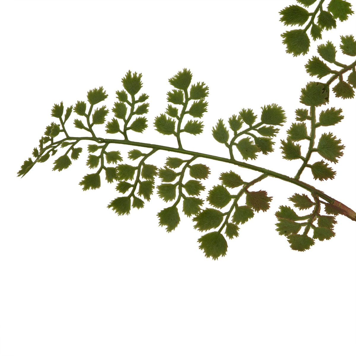 The Natural Garden Collection Maidenhair Fern Stem - GREEN
