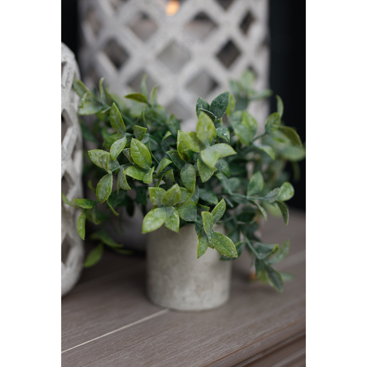 Small Box Plant In Grey Pot - GREEN