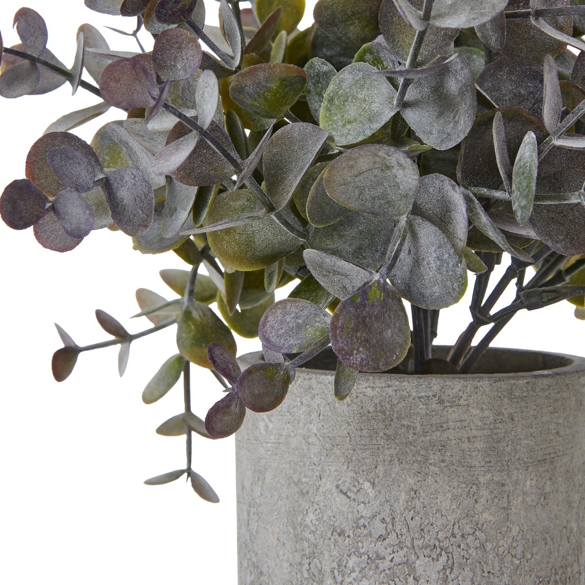 Small Eucalyptus Cinerea Plant In Grey Pot - GREEN