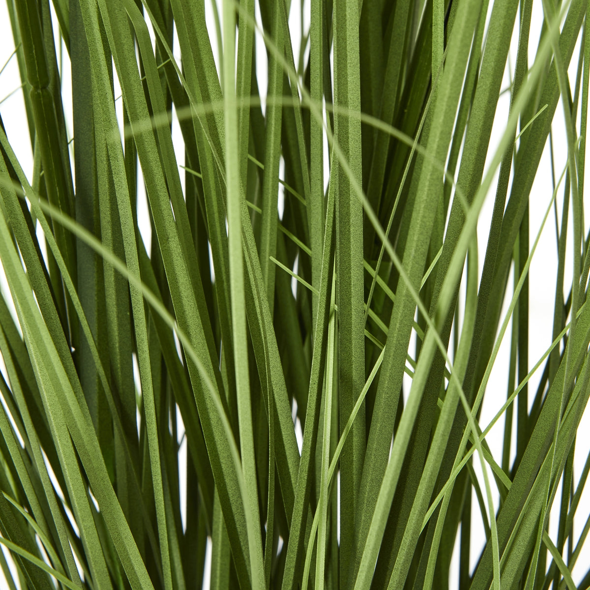 Purple Agapanthus Plant In Pot - GREEN
