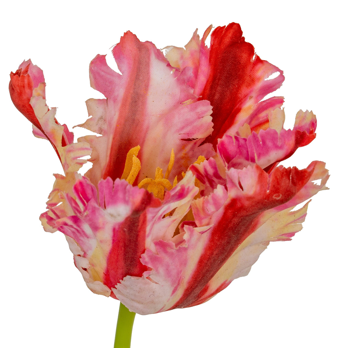 Multi Pink Parrot Tulip - GREEN