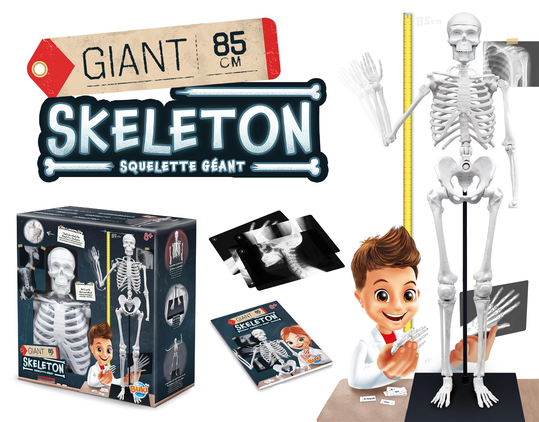 Skeleton 85cm
