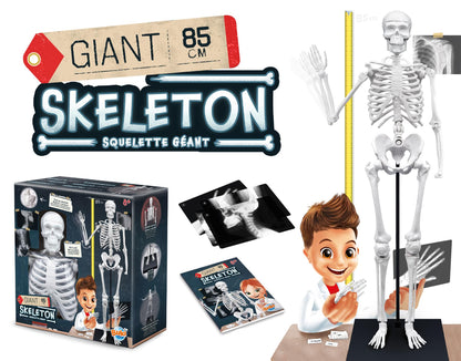 Skeleton 85cm