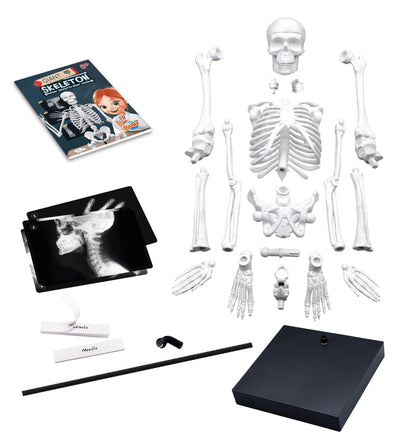 Skeleton 85cm