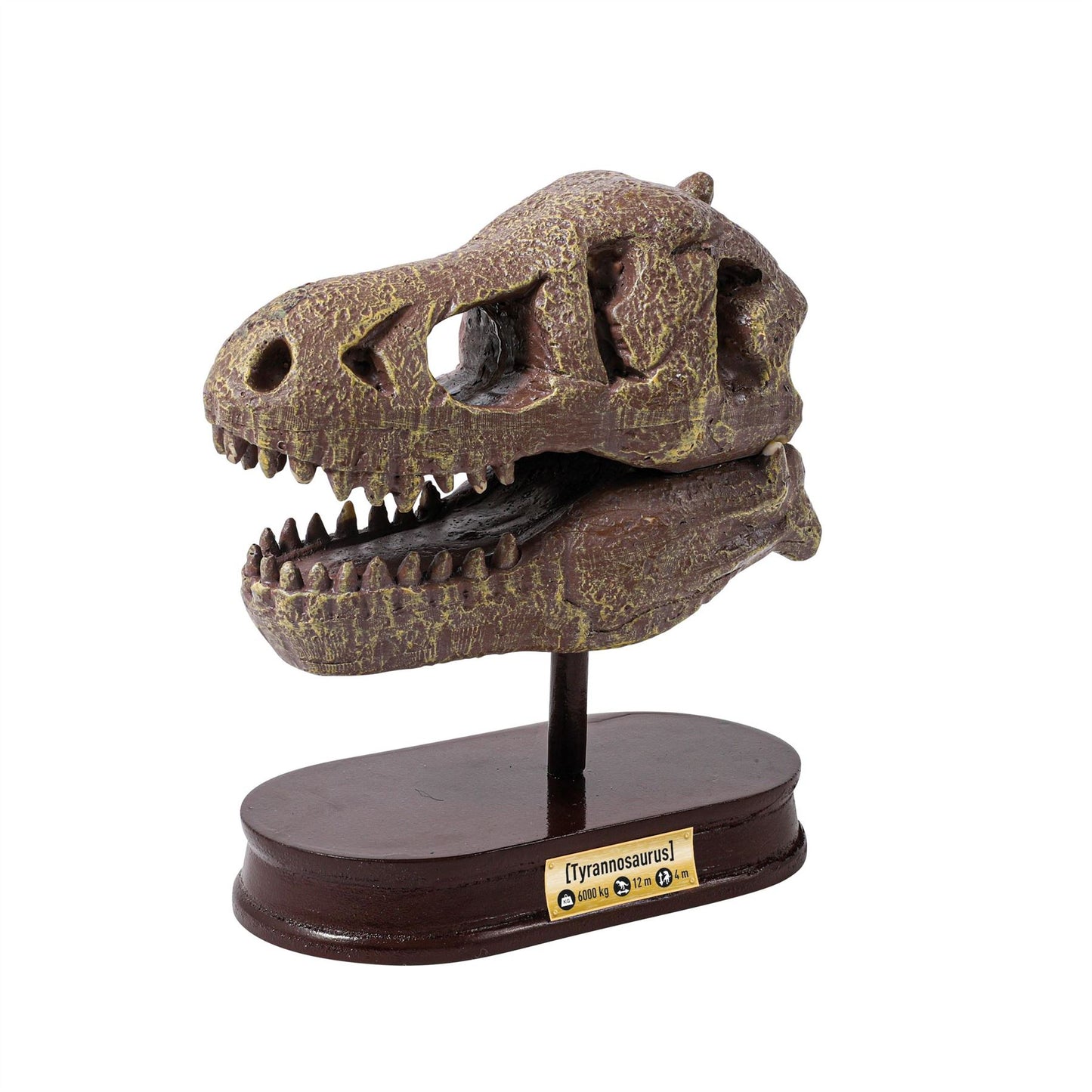 Dinosaur Skull - Tyrannosaurus