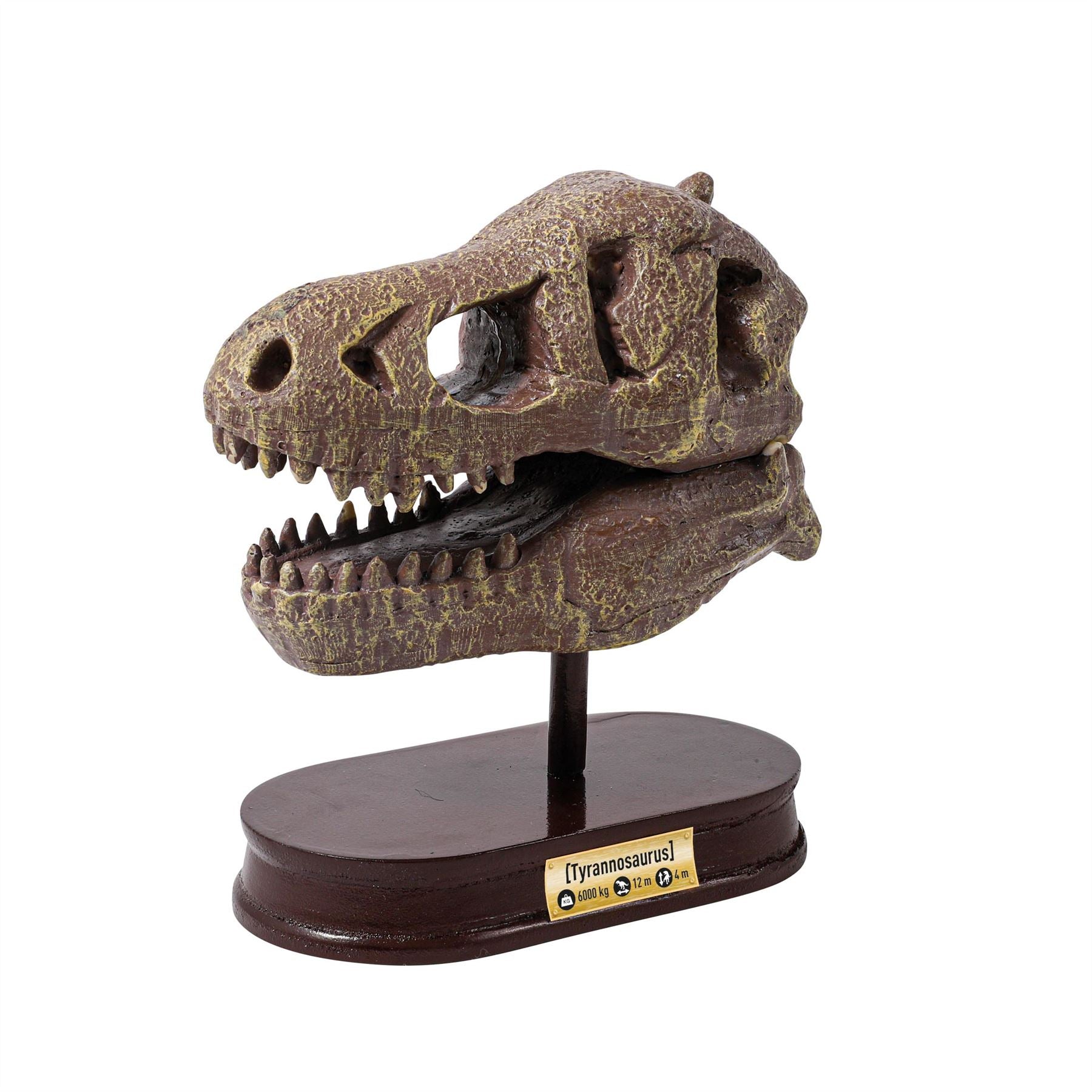 Dinosaur Skull - Tyrannosaurus
