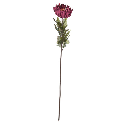 Autumn Spider Chrysanthemum - PURPLE