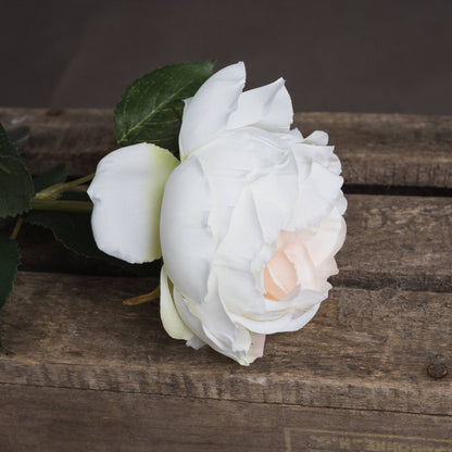 Blush Garden Rose - PINK