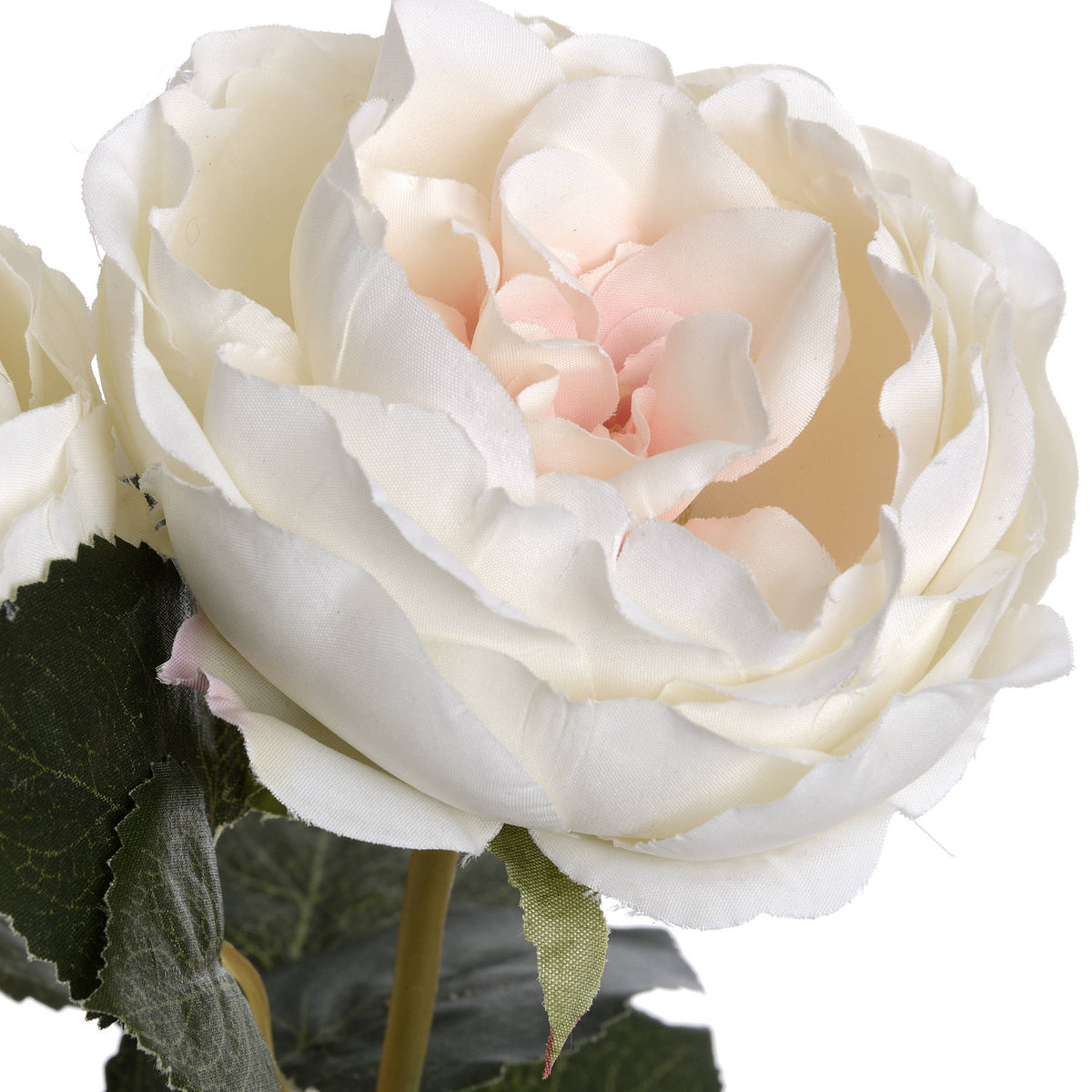 Blush Garden Rose - PINK