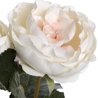 Blush Garden Rose - PINK
