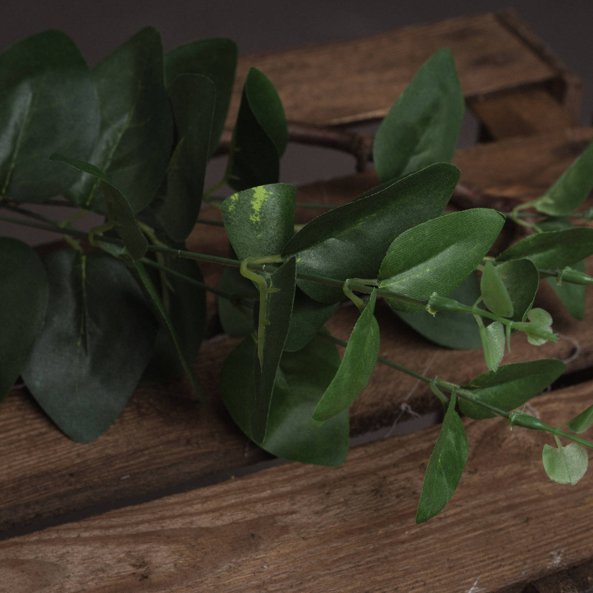 Cineraria Eucalyptus Spray - GREEN