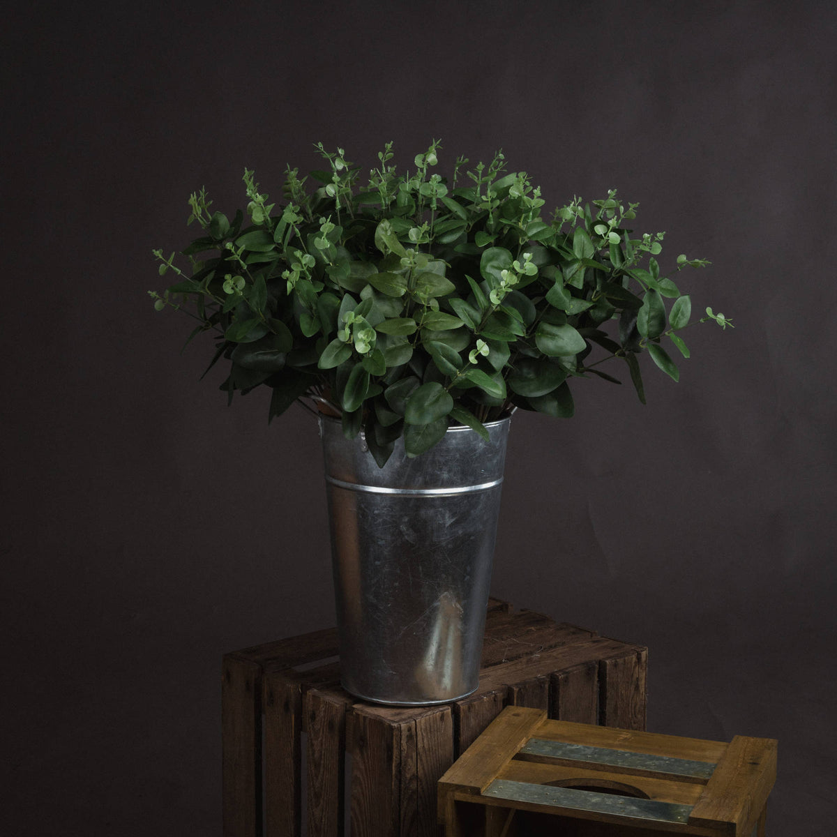 Cineraria Eucalyptus Spray - GREEN