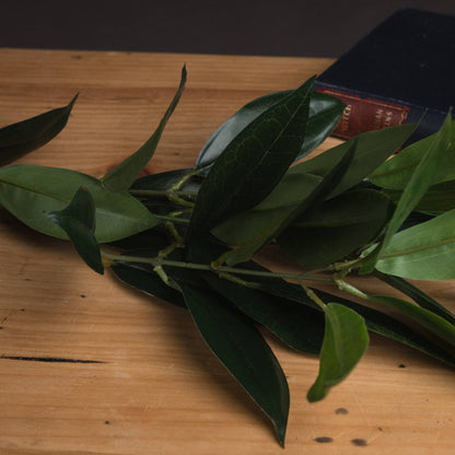 Faux Bay Leaf Spray - GREEN
