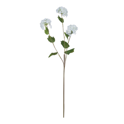 Viburnum Opulus - WHITE
