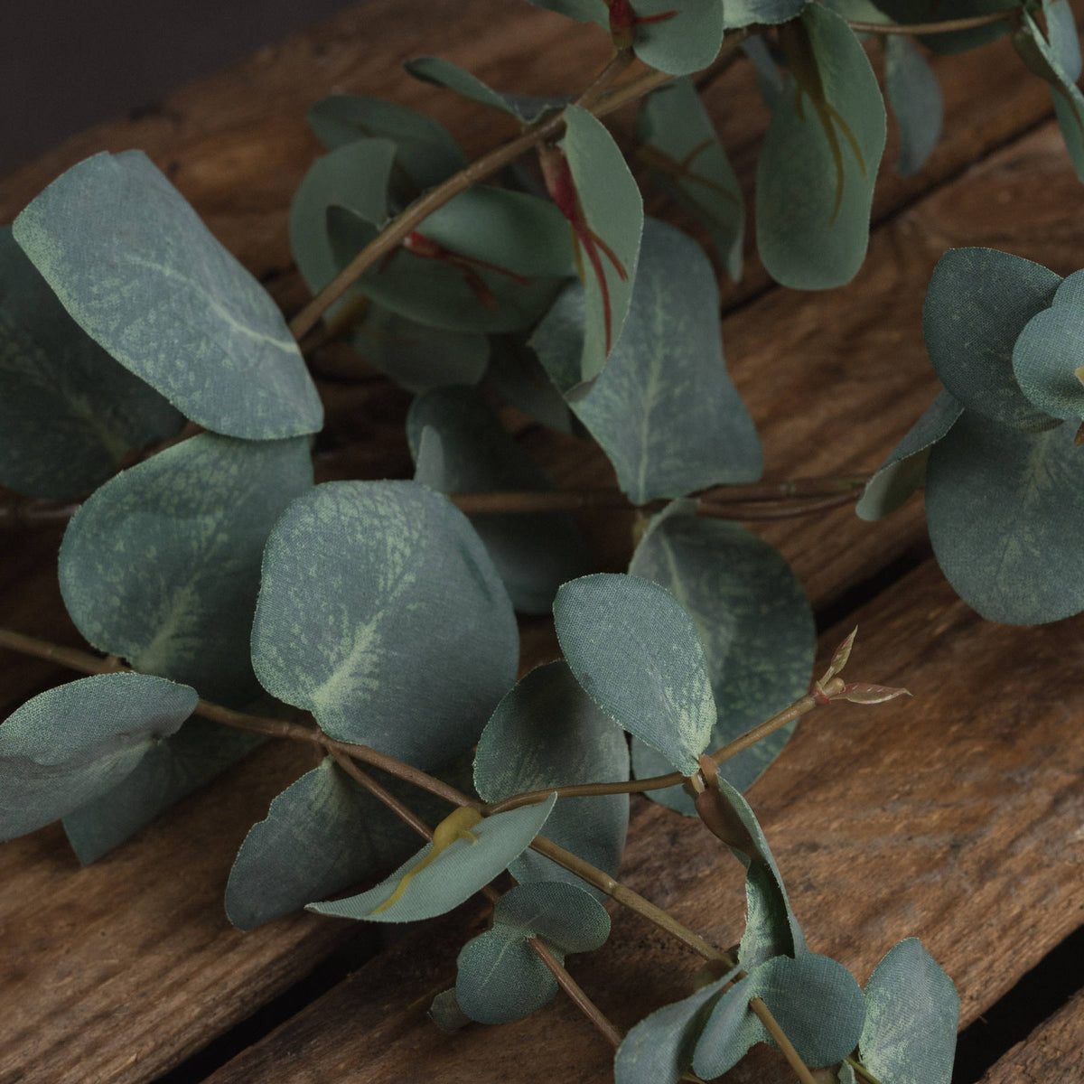 Variegated Eucalyptus - GREEN