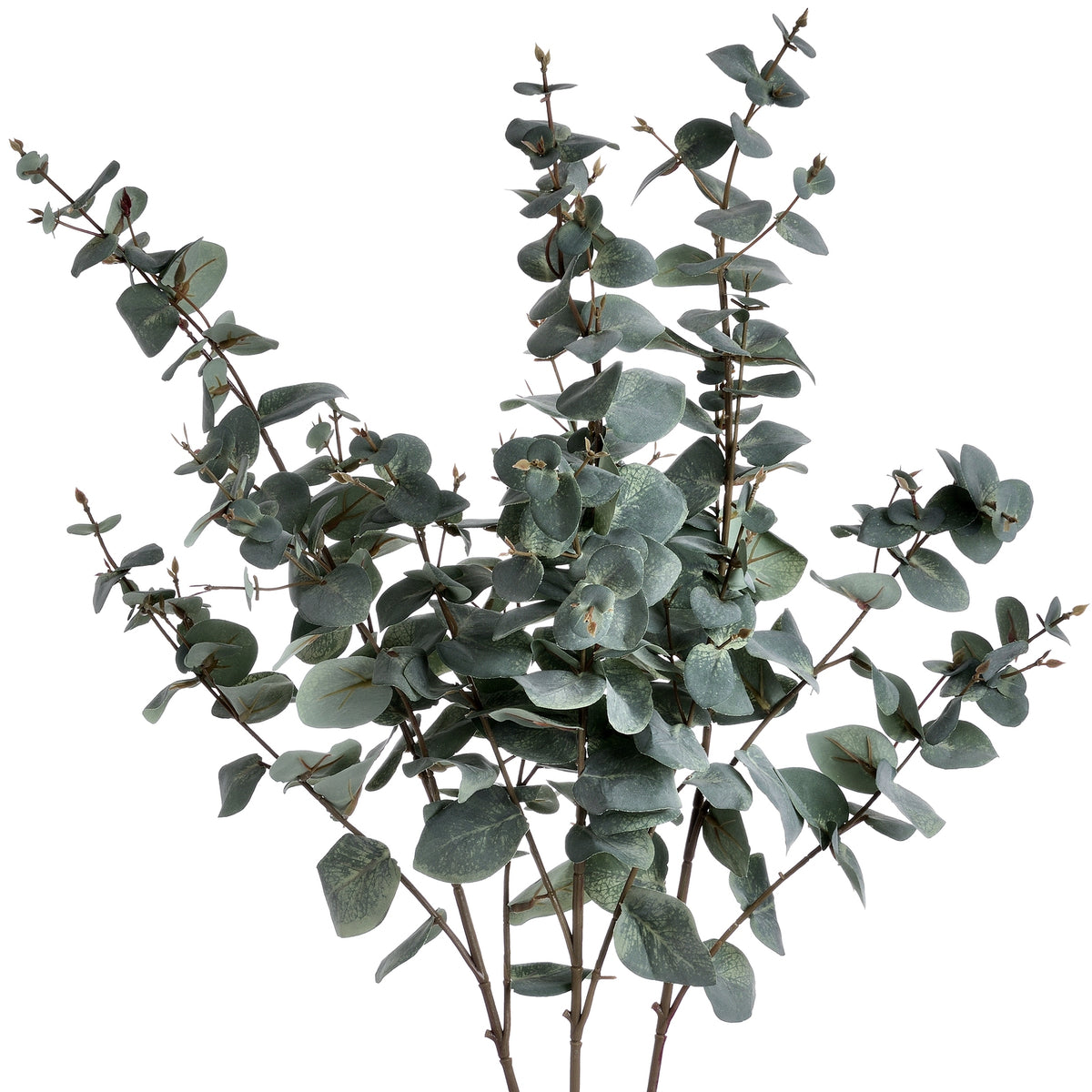 Variegated Eucalyptus - GREEN