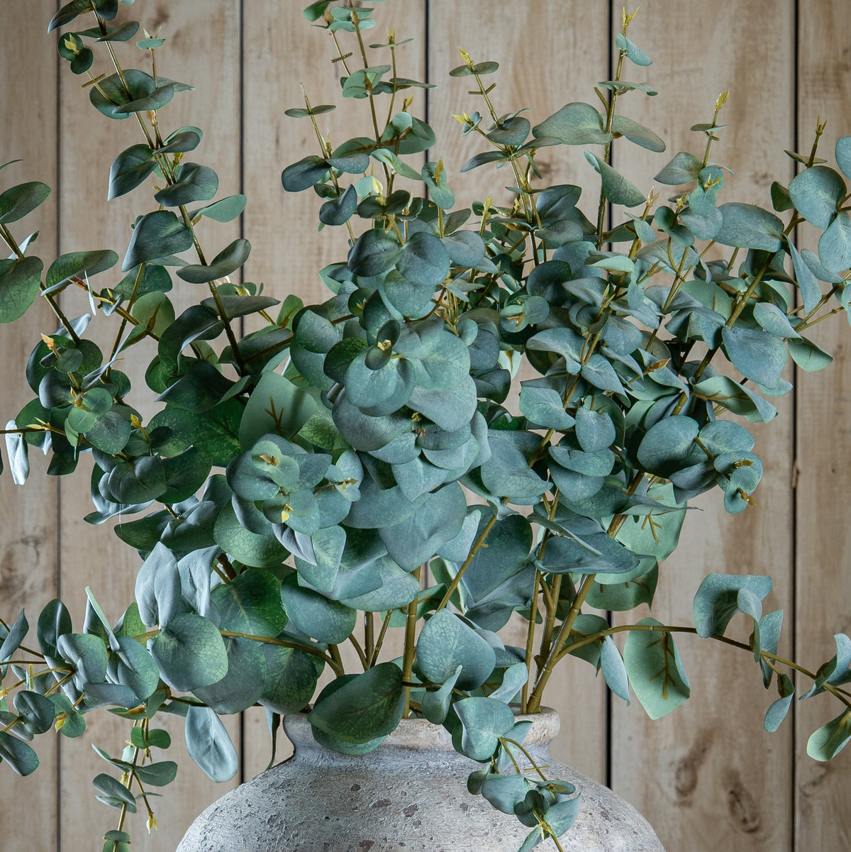Variegated Eucalyptus - GREEN