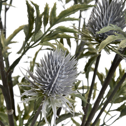 Eryngium Thistle - GREY