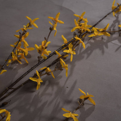 Forsythia - YELLOW
