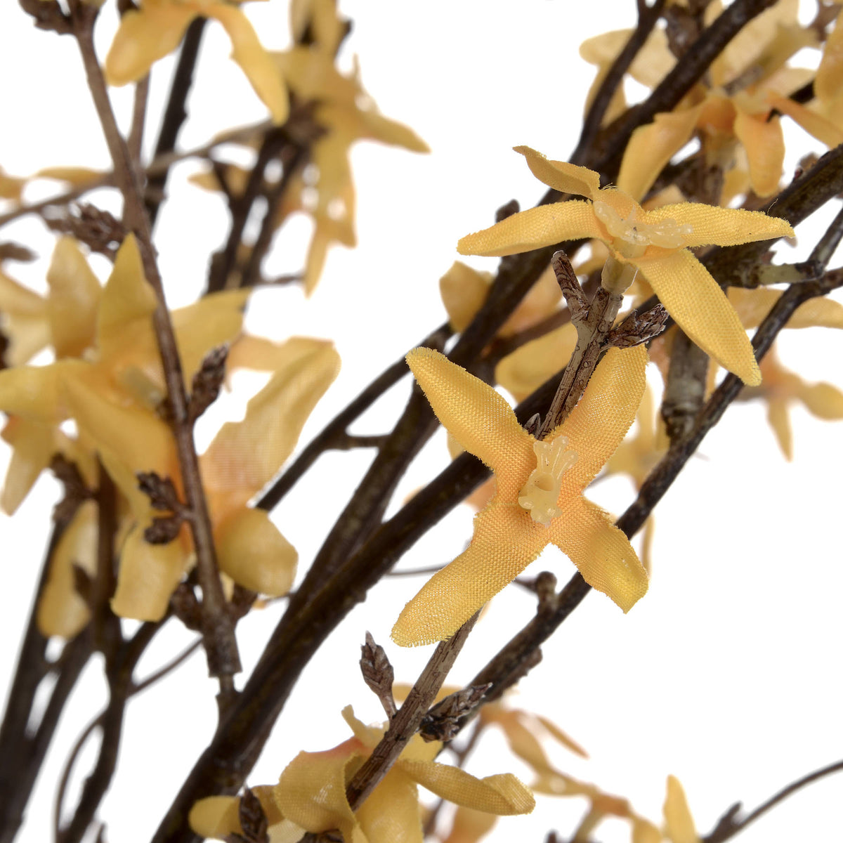 Forsythia - YELLOW
