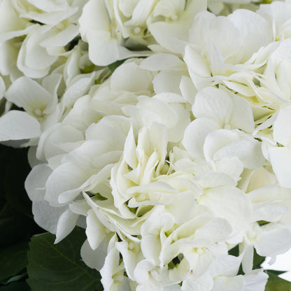 White Hydrangea Bouquet - CREAM