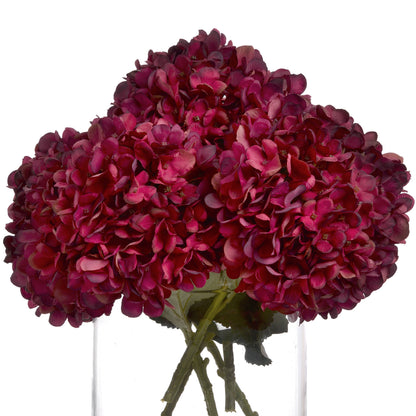 Autumn Ruby Hydrangea - RED