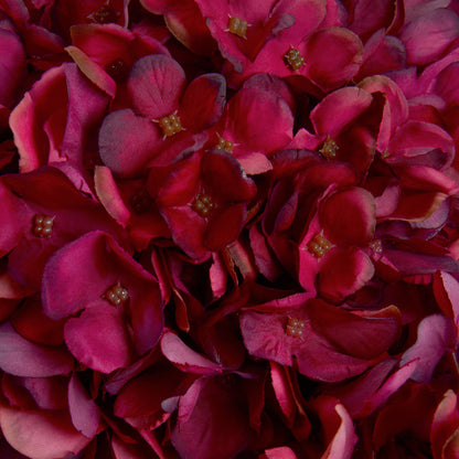 Autumn Ruby Hydrangea - RED
