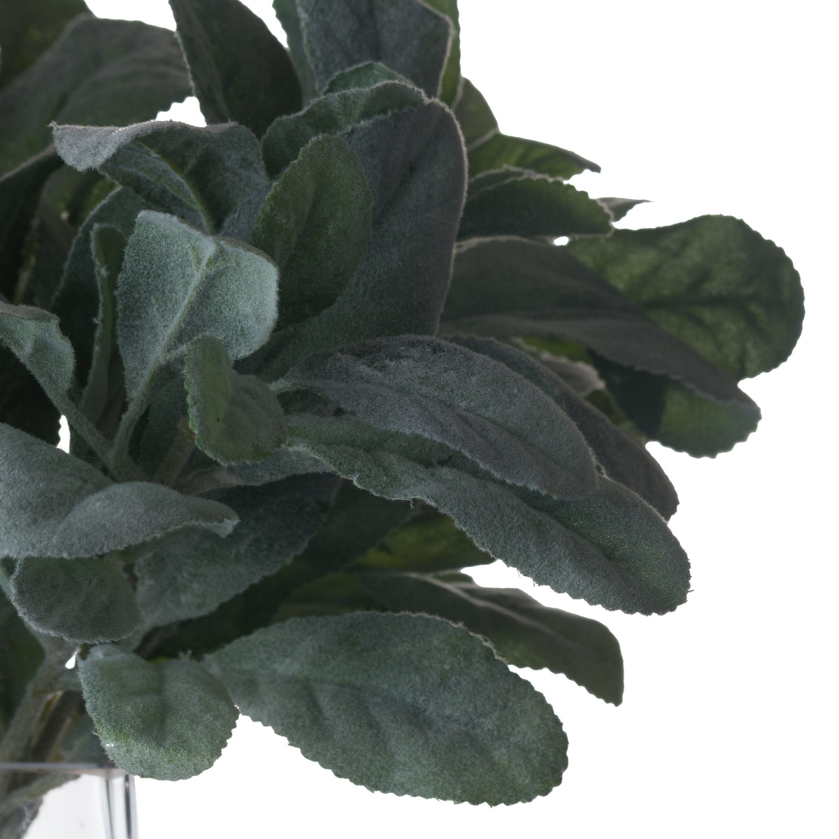 Lambs Ear Spray - GREEN