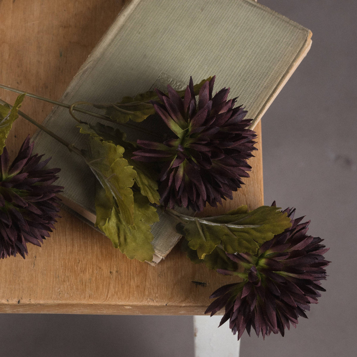 Chocolate Chrysanthemum - BROWN