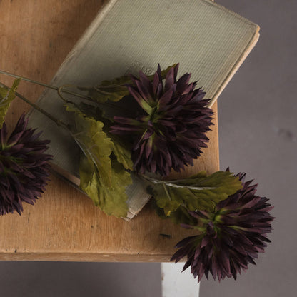 Chocolate Chrysanthemum - BROWN