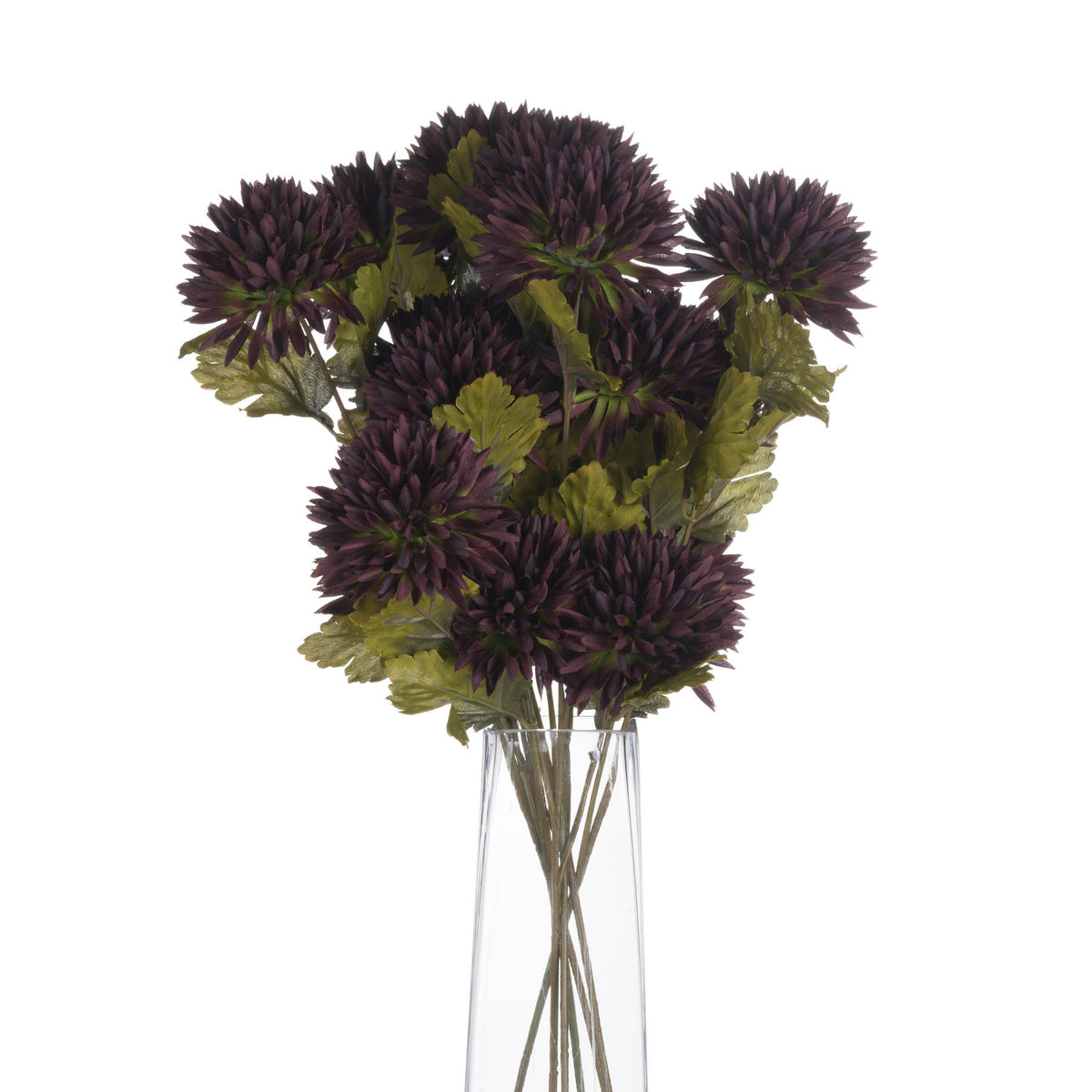 Chocolate Chrysanthemum - BROWN