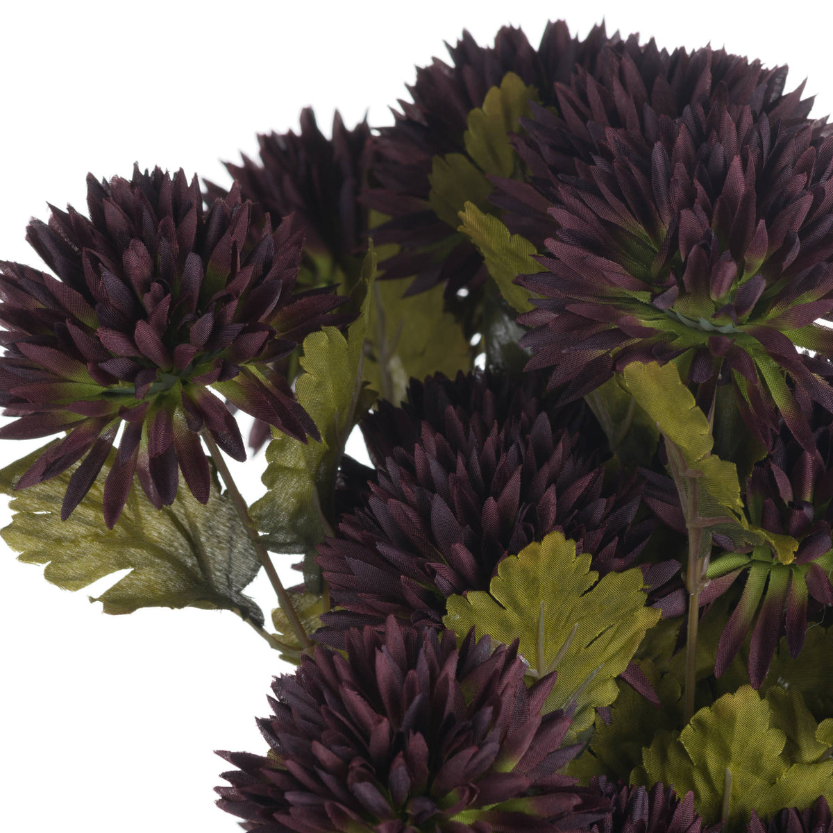 Chocolate Chrysanthemum - BROWN
