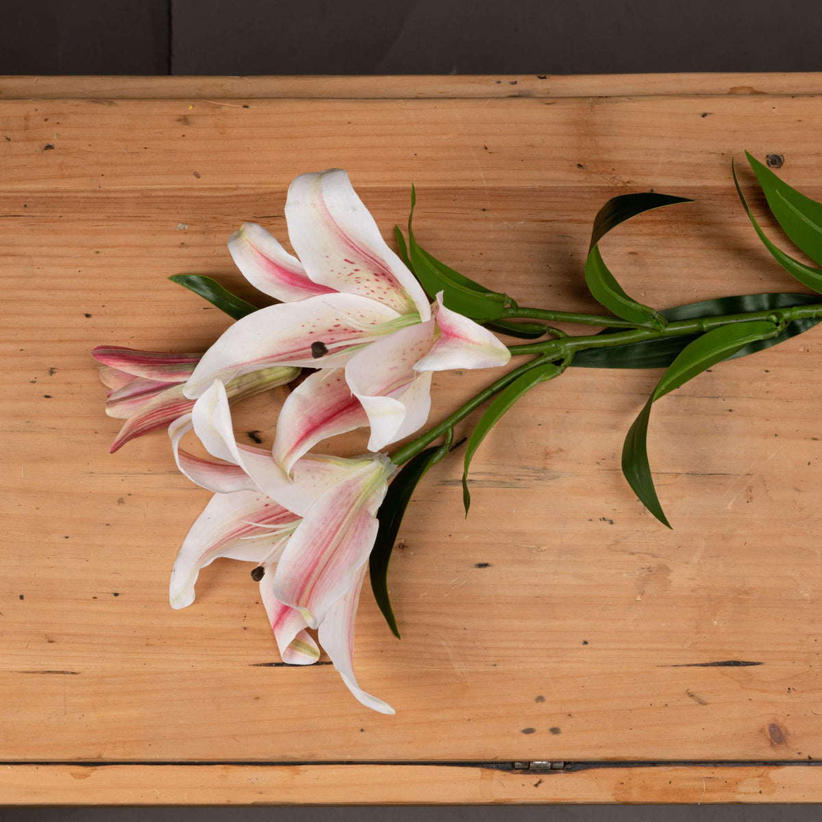 Stargazer Lily - WHITE