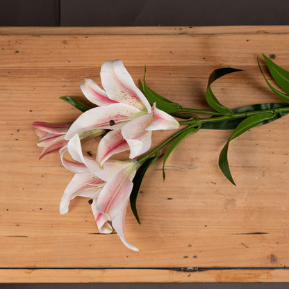 Stargazer Lily - WHITE