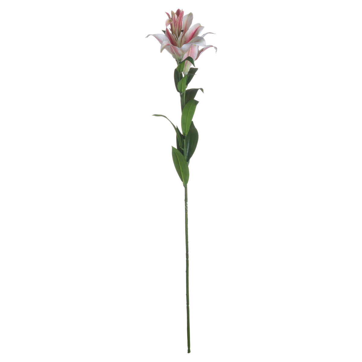 Stargazer Lily - WHITE