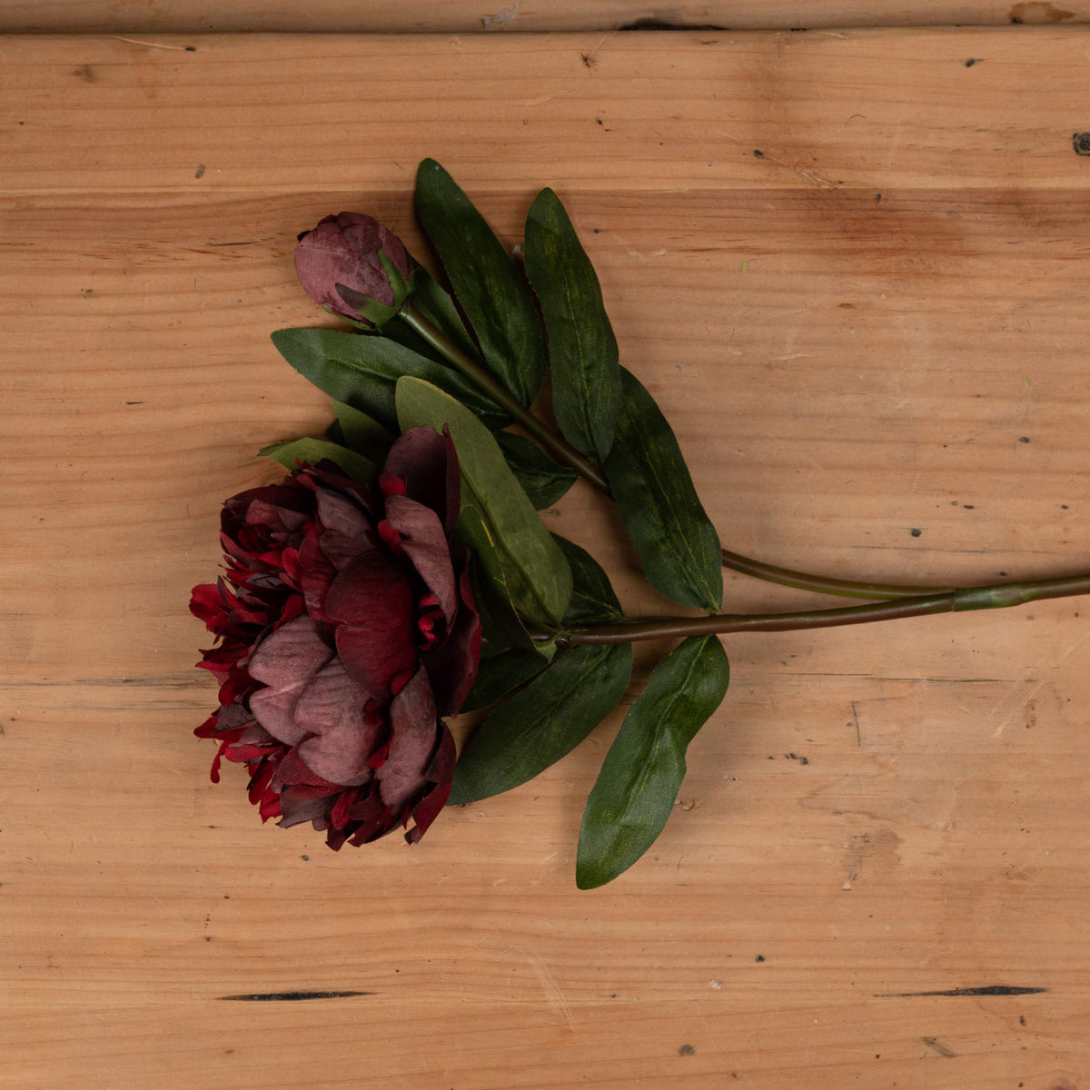 Burgundy Peony Rose - RED