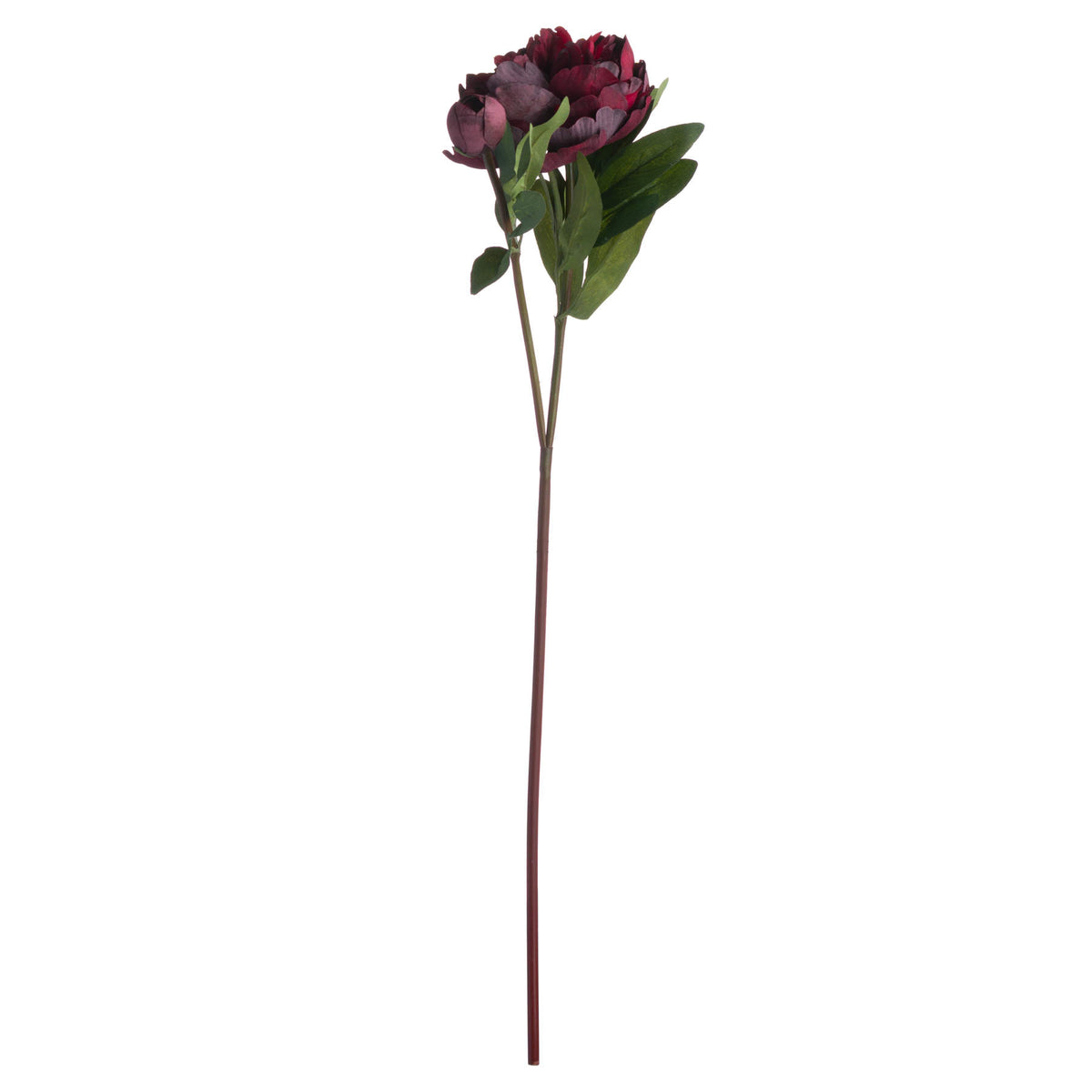 Burgundy Peony Rose - RED