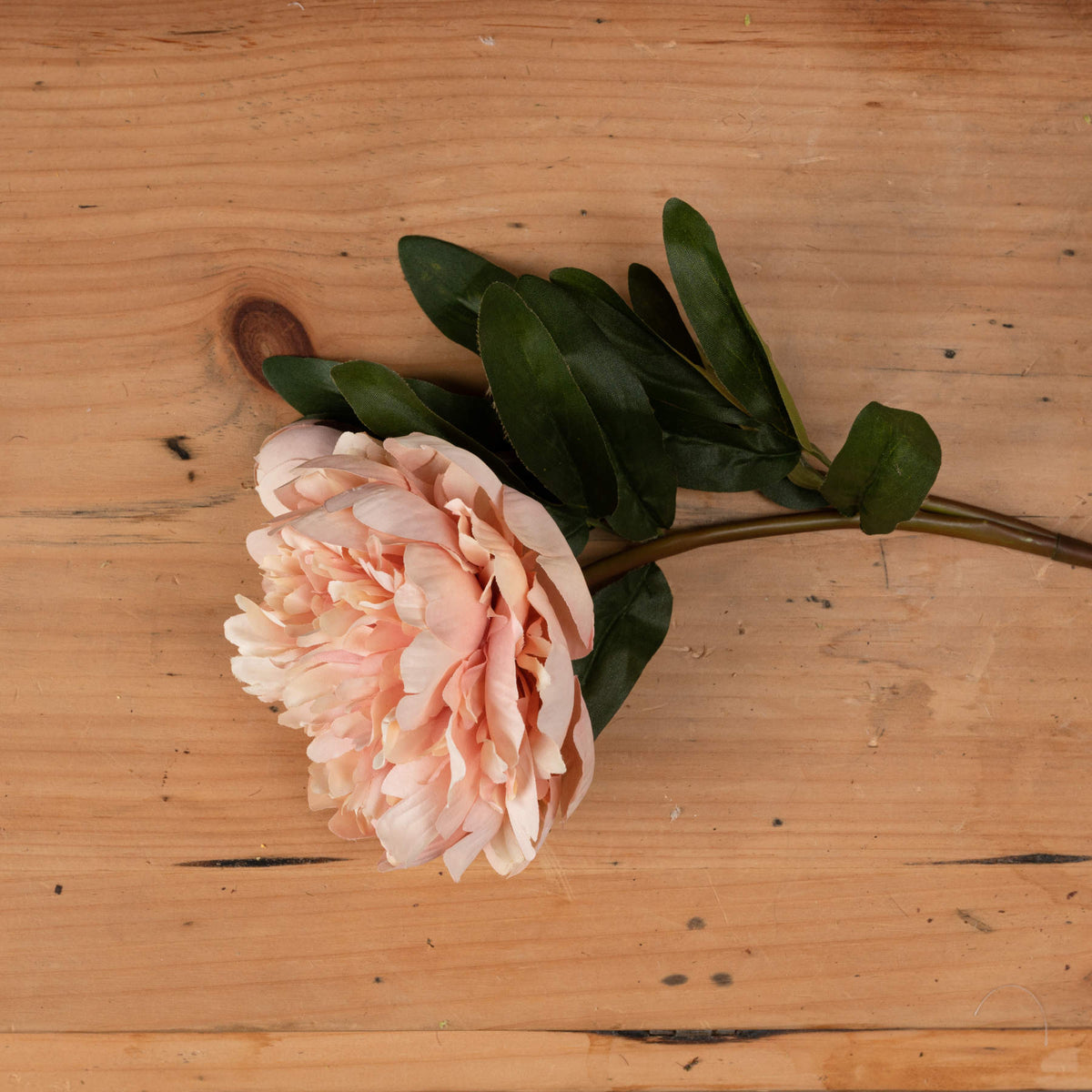 Peach Peony Rose - ORANGE