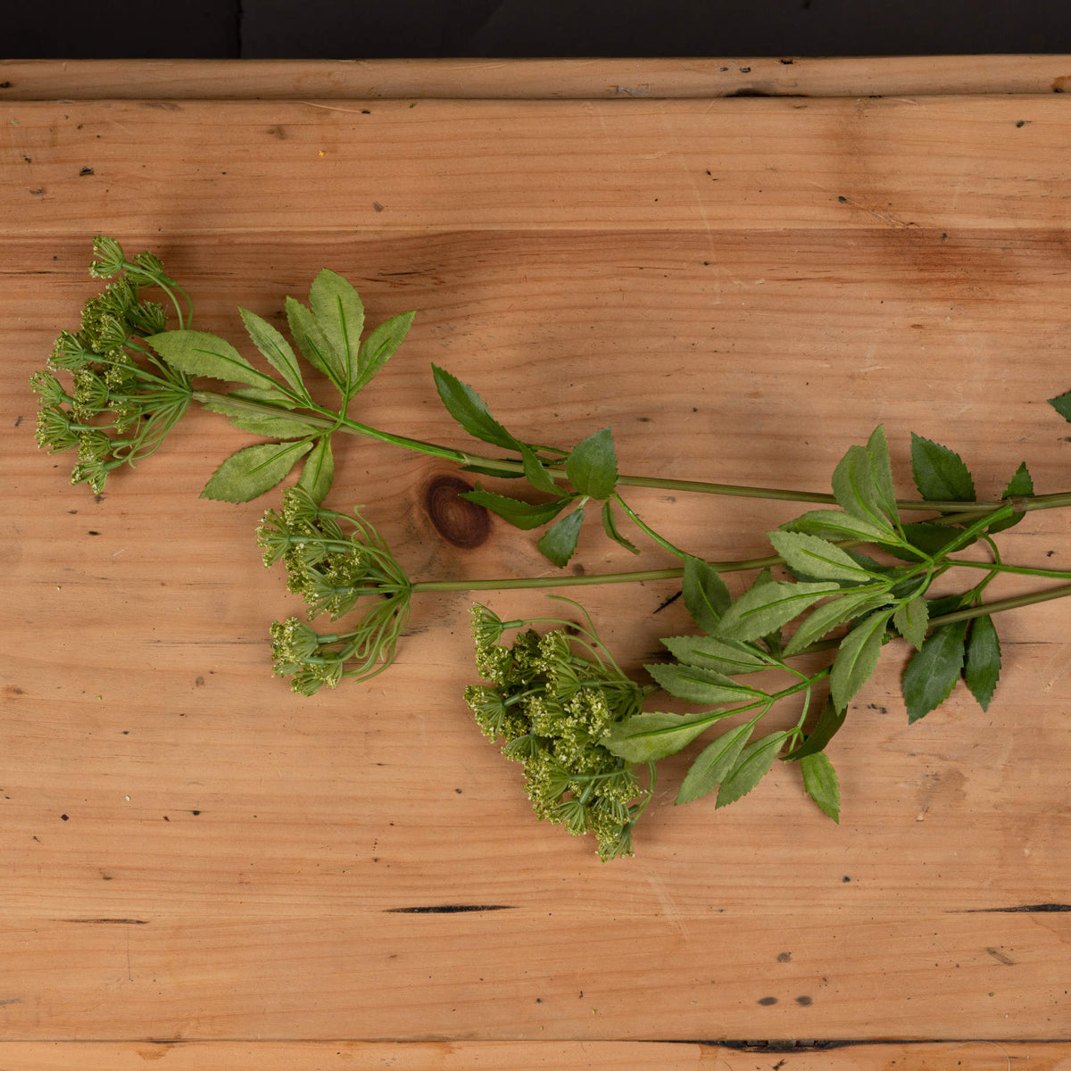 Faux Cow Parsley Ammi - GREEN