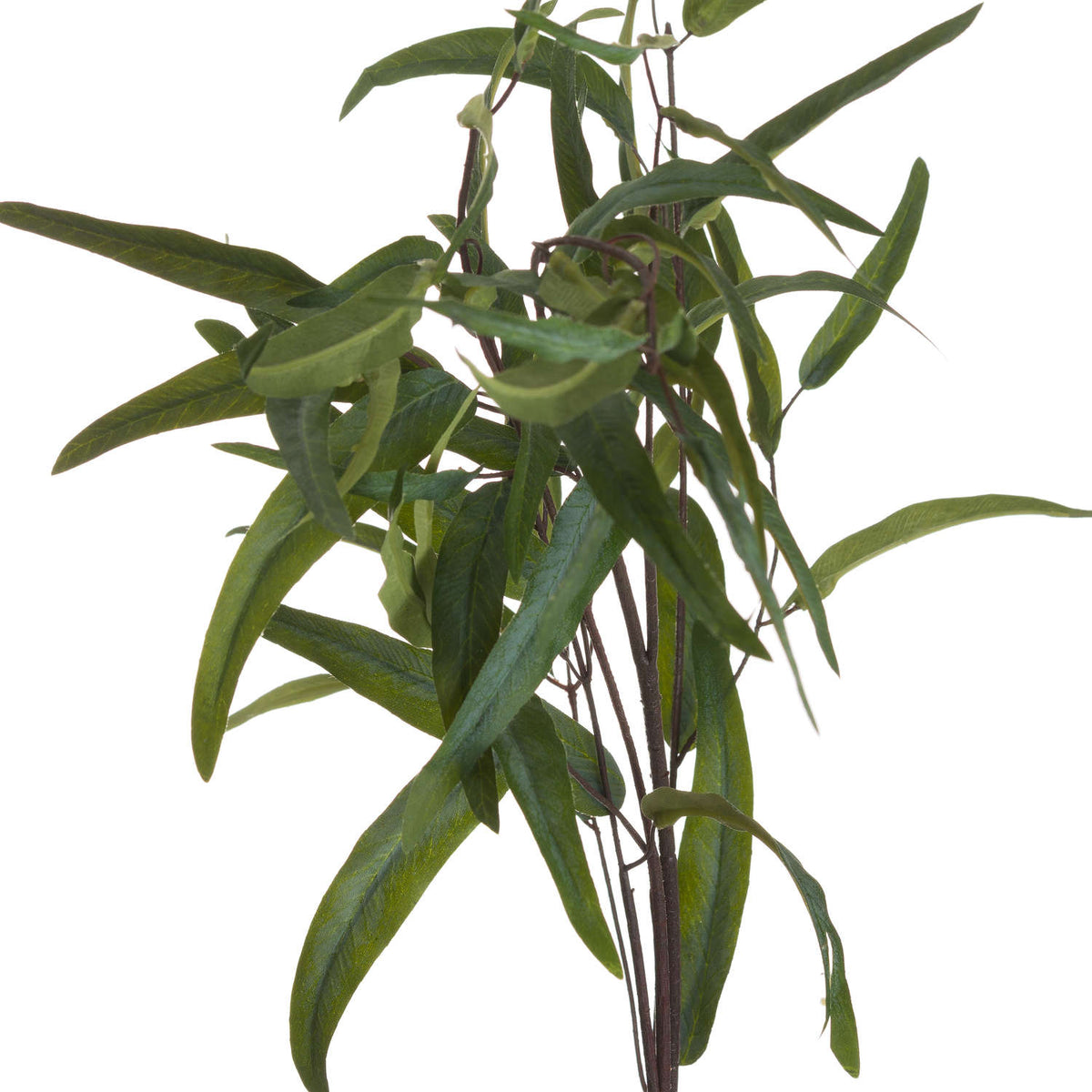 Eucalyptus Nicholii Spray - GREEN