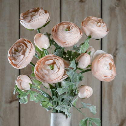 Pastel Pink Ranunculus