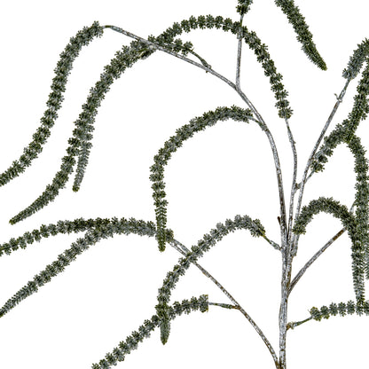 Festive Amaranthus