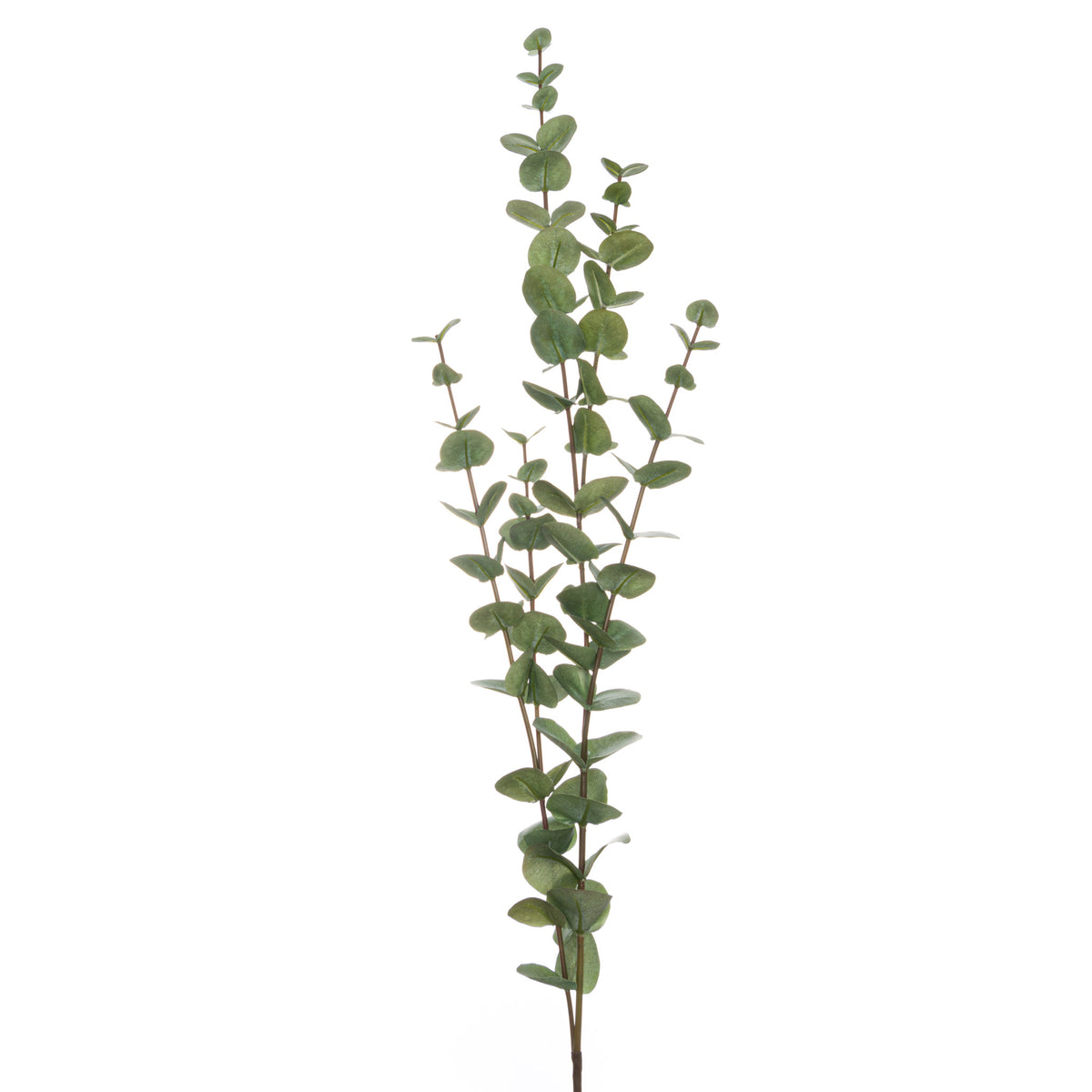 Large Cineraria Eucalyptus Spray - GREEN