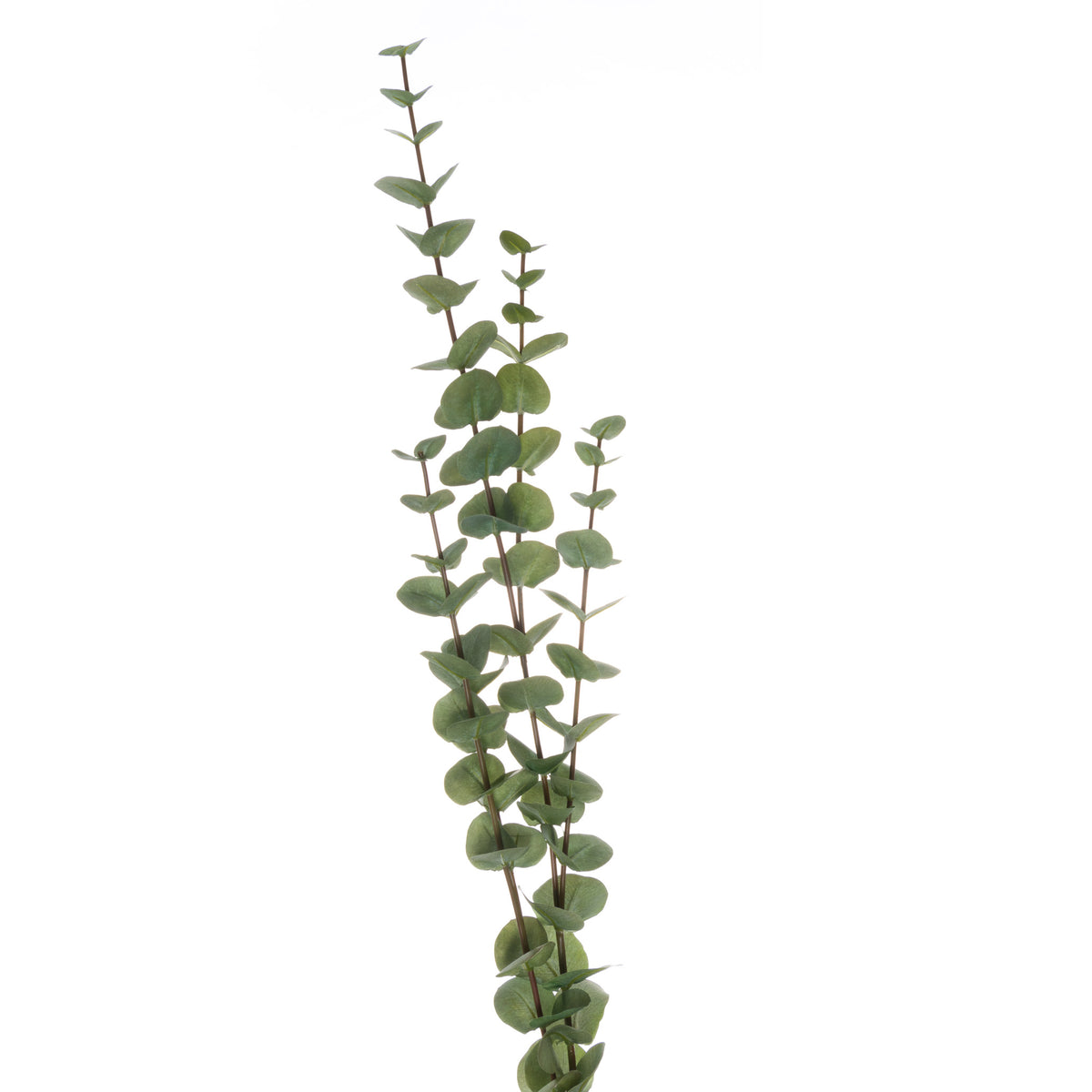 Large Cineraria Eucalyptus Spray - GREEN