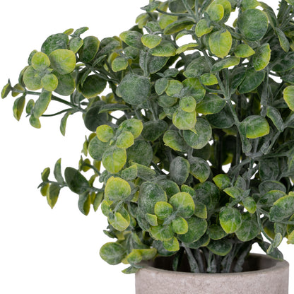 Eucalyptus Plant In Stone Effect Pot - GREEN
