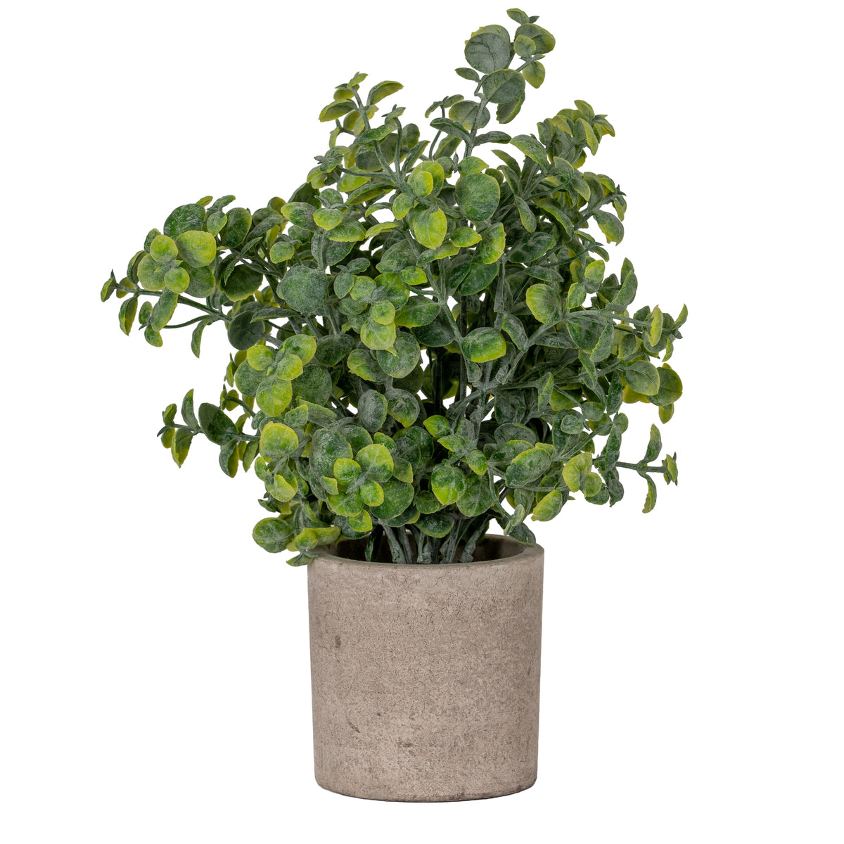 Eucalyptus Plant In Stone Effect Pot - GREEN